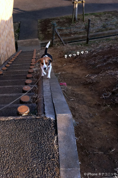 ビーグル きなこ