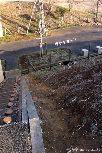 ビーグル きなこ