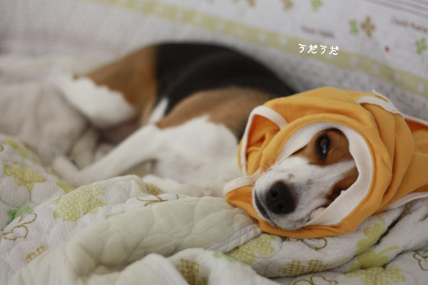 ビーグル きなこ