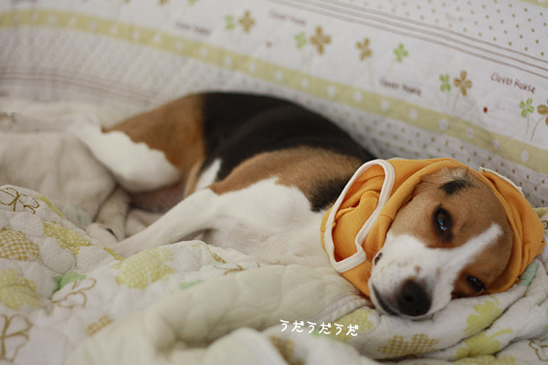 ビーグル きなこ