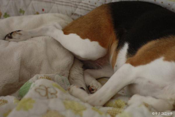 ビーグル きなこ