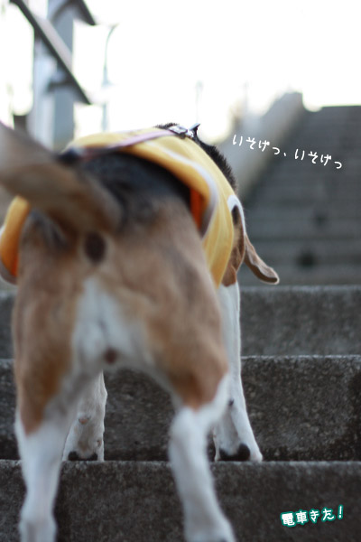 ビーグル きなこ