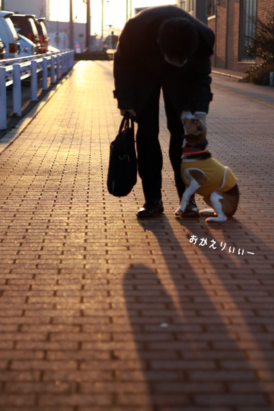 ビーグル きなこ
