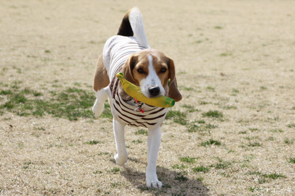 ビーグル きなこ