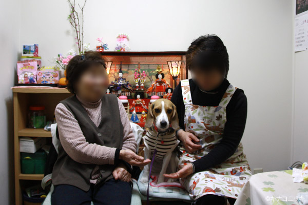 ビーグル きなこ