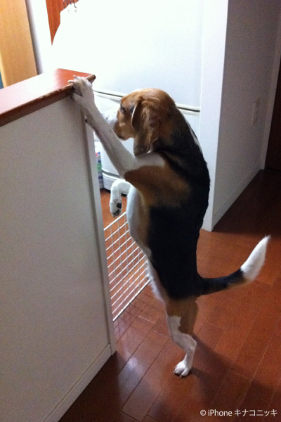 ビーグル きなこ