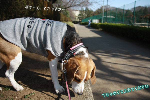 ビーグル きなこ