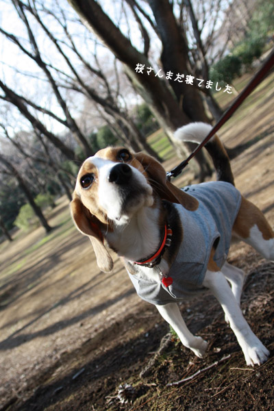 ビーグル きなこ