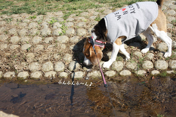 ビーグル きなこ