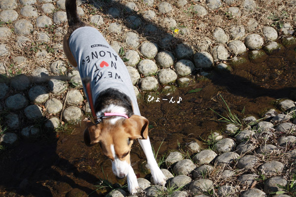 ビーグル きなこ