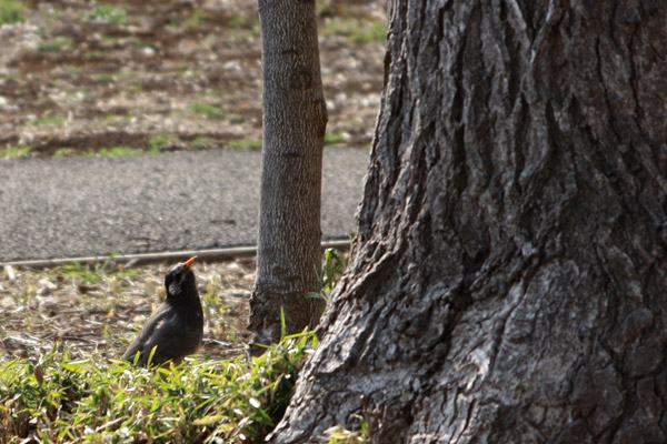 ビーグル きなこ