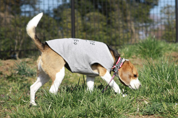 ビーグル きなこ