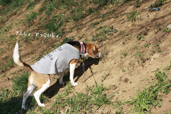 ビーグル きなこ