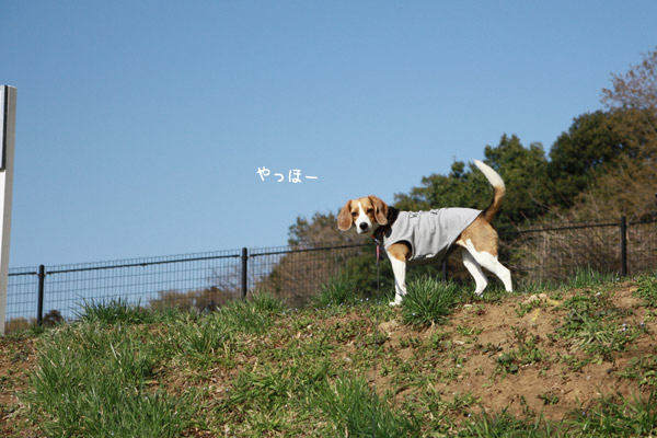 ビーグル きなこ