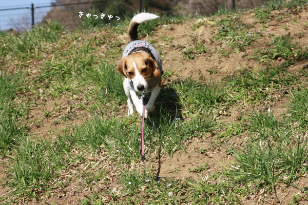 ビーグル きなこ