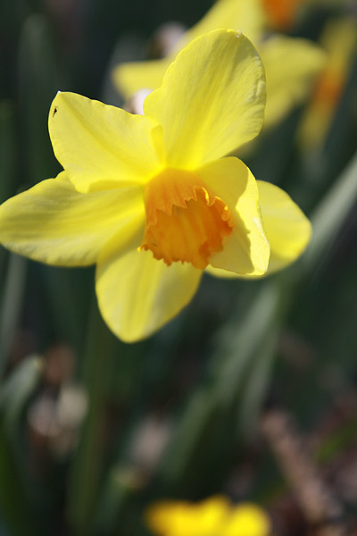 ビーグル きなこ