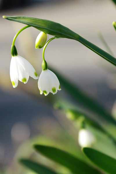 ビーグル きなこ