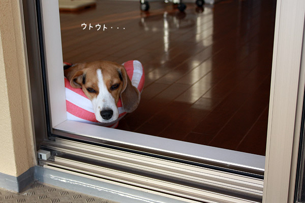 ビーグル　きなこ