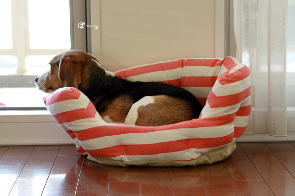 ビーグル　きなこ