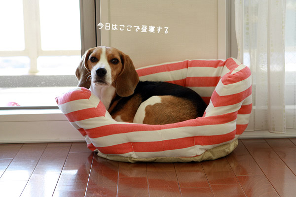 ビーグル　きなこ