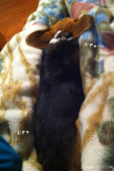 ビーグル　きなこ