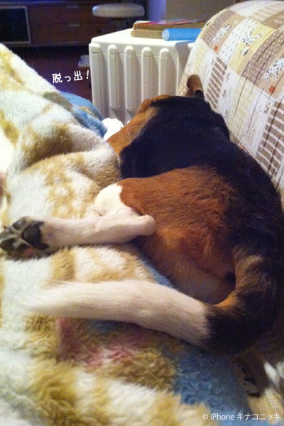 ビーグル　きなこ