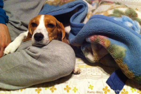 ビーグル　きなこ