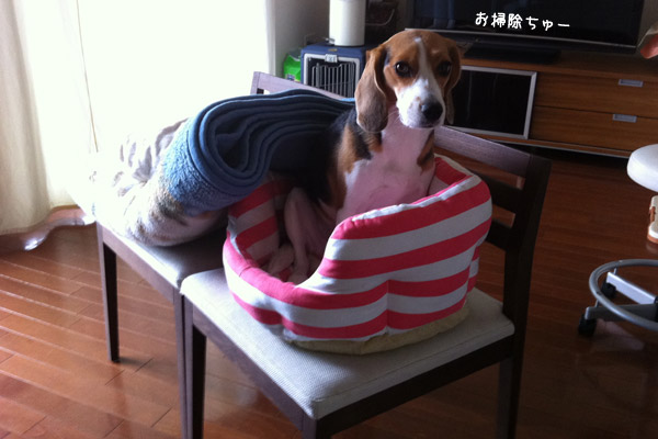 ビーグル きなこ