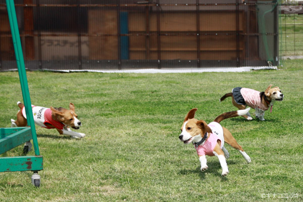 ビーグル　きなこ