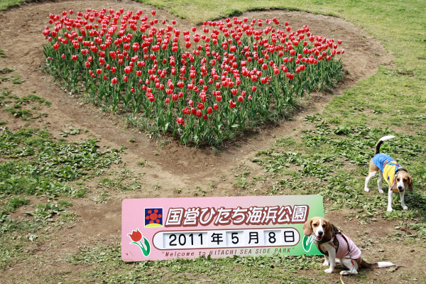 ビーグル きなこ