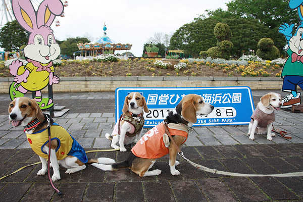 ビーグル きなこ