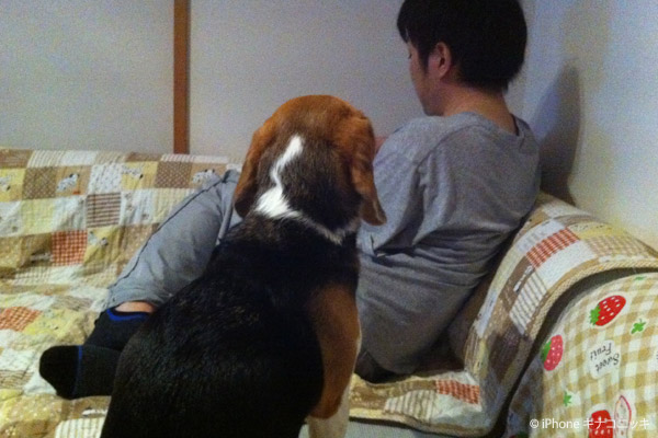 ビーグル きなこ