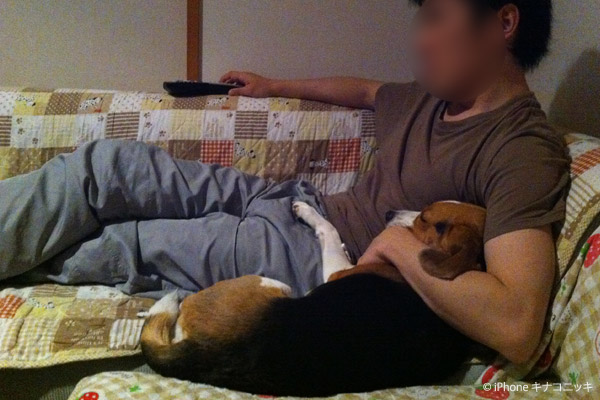 ビーグル きなこ