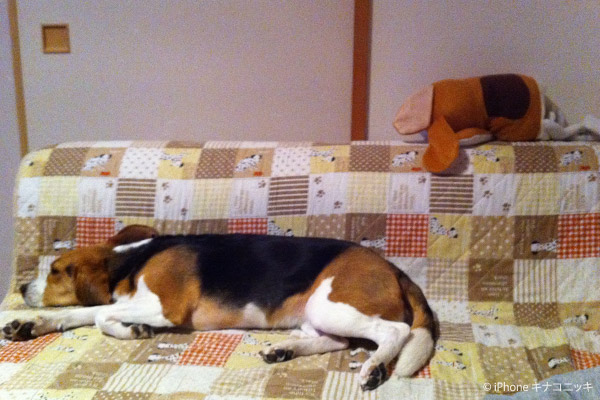 ビーグル きなこ