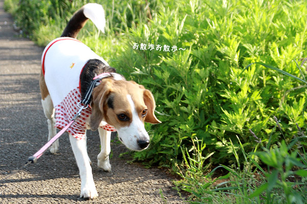 ビーグル きなこ