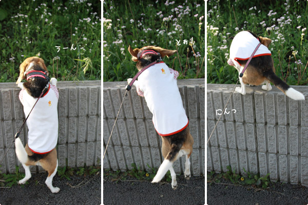 ビーグル きなこ