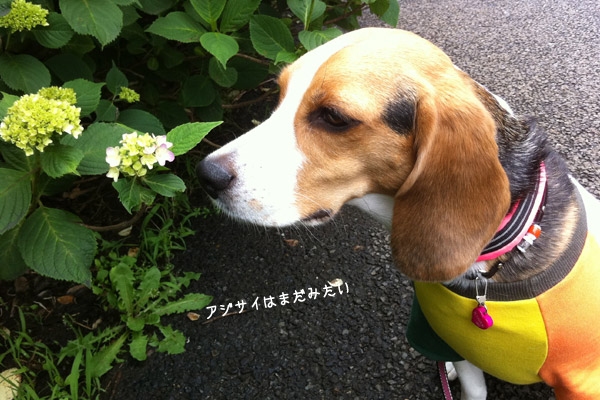 ビーグル きなこ