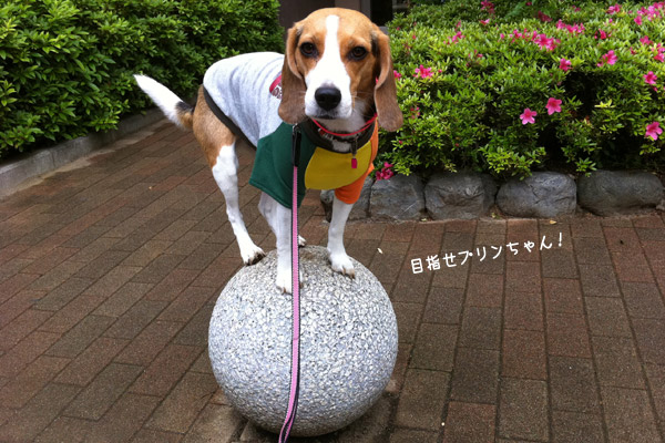 ビーグル きなこ
