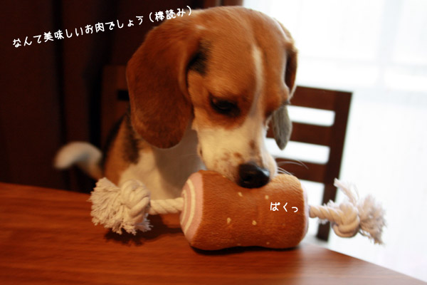 ビーグル きなこ