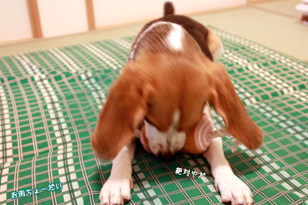 ビーグル きなこ