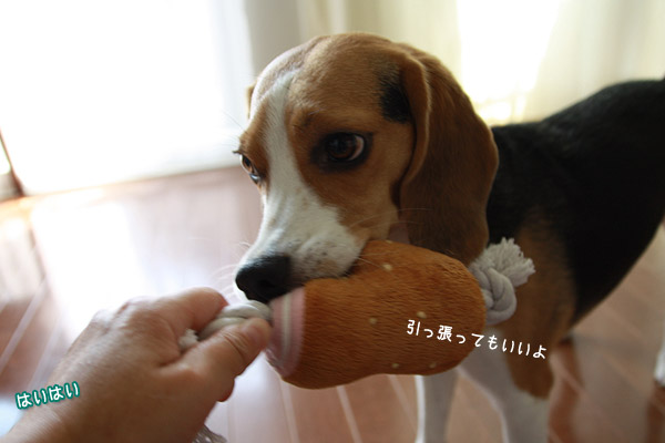 ビーグル きなこ