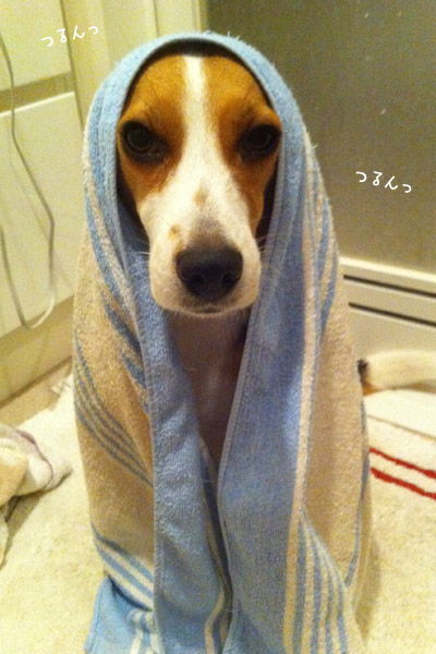 ビーグル きなこ