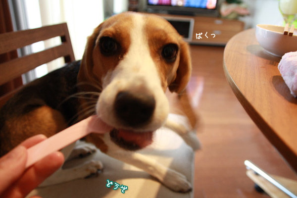 ビーグル きなこ