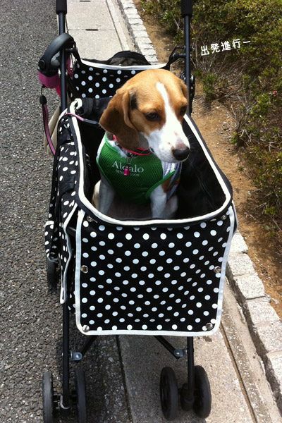 ビーグル きなこ