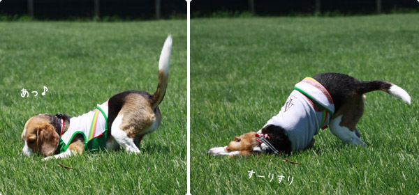 ビーグル きなこ