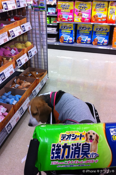 ビーグル きなこ