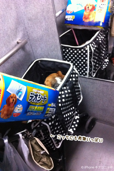 ビーグル きなこ
