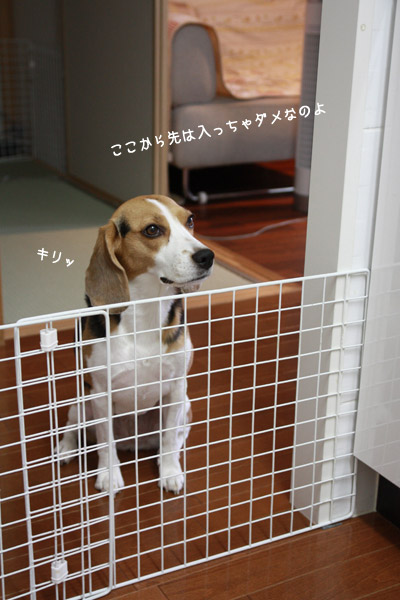 ビーグル きなこ