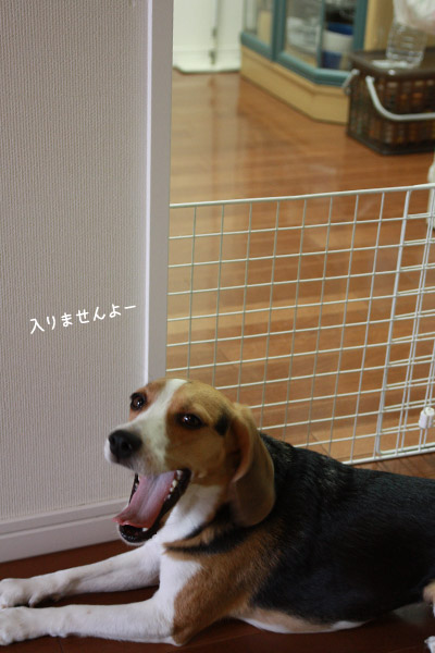 ビーグル きなこ