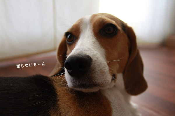 ビーグル きなこ